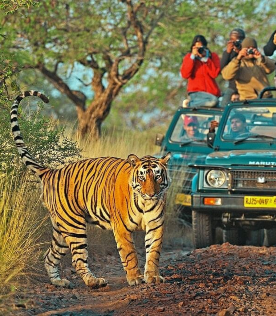 5 Reasons Why You Should Opt for Luxury Wildlife Tour Packages