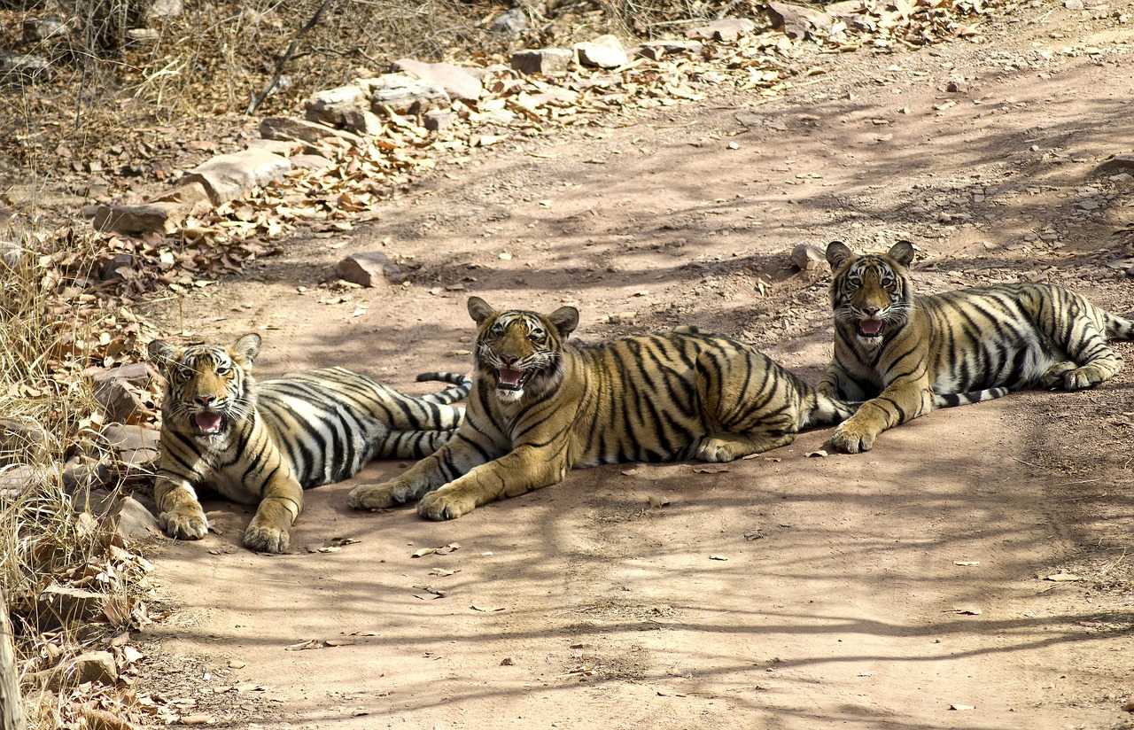 14 nights/15 days golden triangle with Ranthambore and Rajasthan