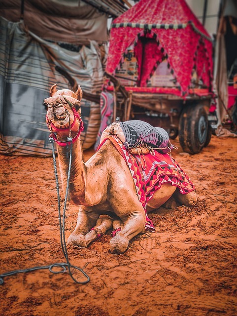 Pushkar Fair