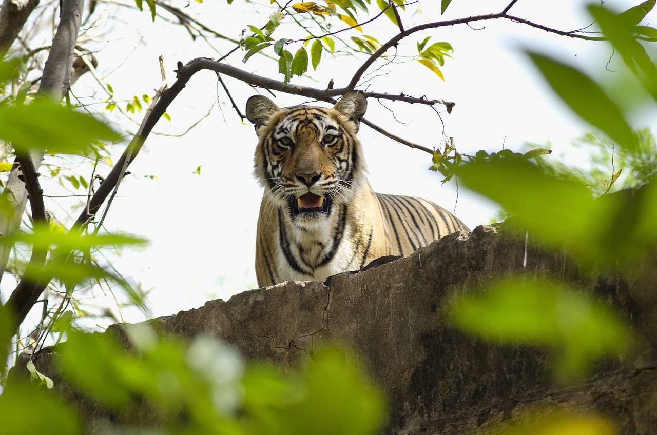 Golden Triangle Tour With Ranthambore